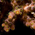 ORA Aquacultured Verde Acropora Coral (Acropora sp.); representative specimen