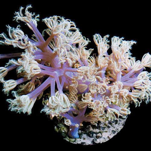 ORA Aquacultured Vargas Cespitularia Coral (Cespitularia sp.); representative specimen