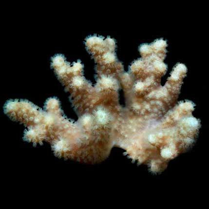 ORA Aquacultured Yellow Polyp Sinularia Finger Leather Coral (Sinularia sp.); representative specimen