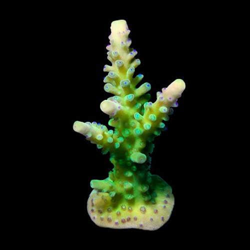 ORA Aquacultured Yellowtip Green Stag Acropora Coral (Acropora sp.); representative specimen