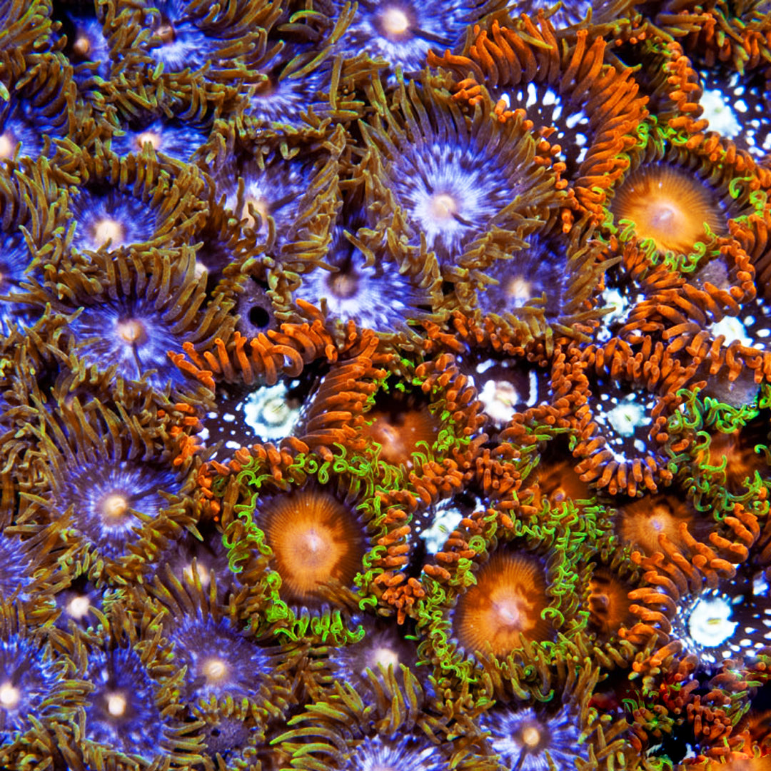 ORA Aquacultured Zoanthid Sea Mat Coral (Zoanthus sp.); representative specimen