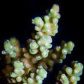 ORA Aquacultured Yellow Fuzzy Acropora Coral (Acropora sp.); representative specimen