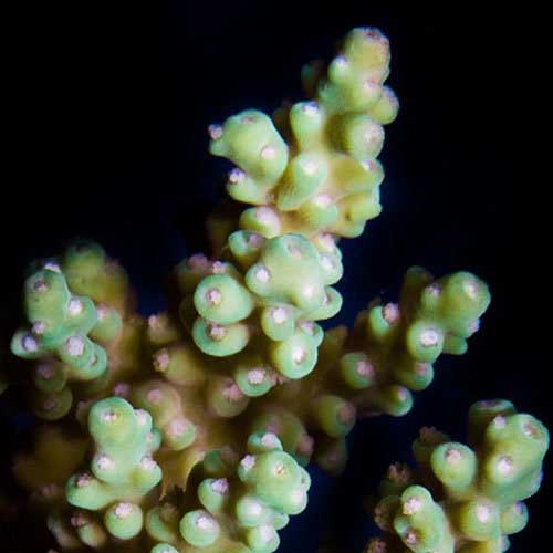 ORA Aquacultured Yellow Fuzzy Acropora Coral (Acropora sp.); representative specimen