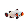 ORA Captive-Bred Flurry Ocellaris Clownfish (Amphiprion ocellaris); representative specimen