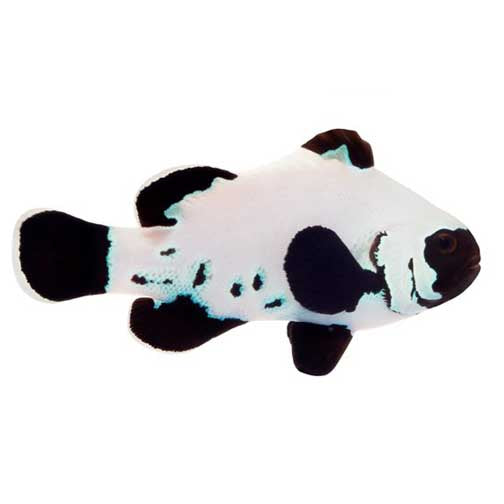 ORA Captive-Bred Black Frostbite Clownfish (Amphiprion ocellaris); representative specimen