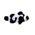 ORA Captive-Bred Black Gladiator Clownfish (Amphiprion ocellaris); representative specimen