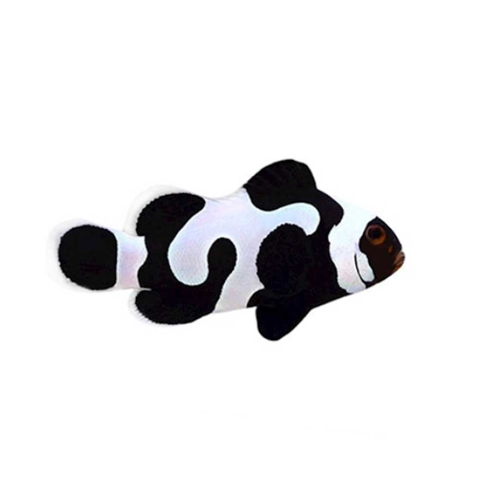 ORA Captive-Bred Black Gladiator Clownfish (Amphiprion ocellaris); representative specimen