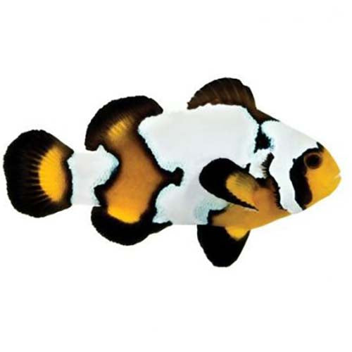 ORA Captive-Bred Black Ice Snowflake PAIR (Amphiprion ocellaris); representative specimen