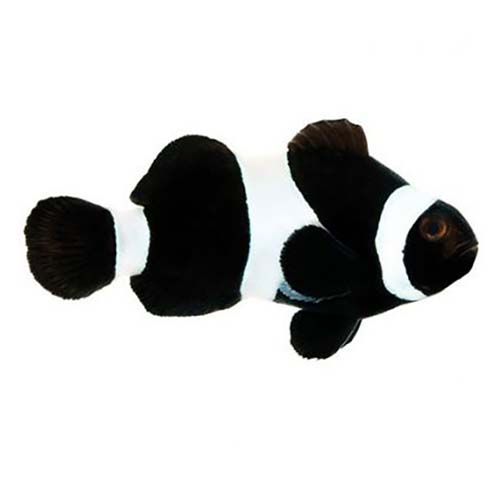 ORA Captive-Bred Black & White Ocellaris (Amphiprion ocellaris) PAIR; representative specimen