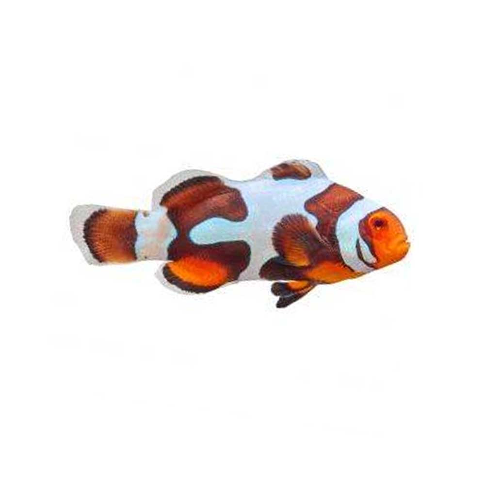 ORA Captive-Bred Black Picasso Clownfish (Amphiprion ocellaris); representative specimen