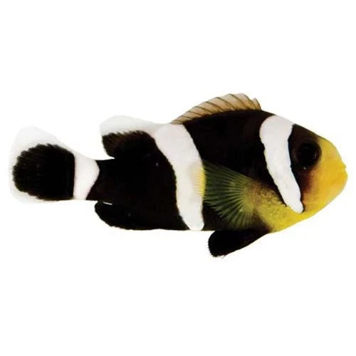 ORA Captive-Bred Black Saddleback (Amphiprion polymnus); representative specimen