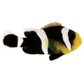 ORA Captive-Bred Black Saddleback Clownfish (Amphiprion polymnus) PAIR; representative specimen