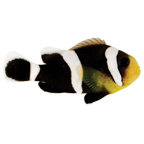 ORA Captive-Bred Black Saddleback Clownfish (Amphiprion polymnus) PAIR; representative specimen