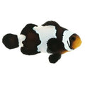 ORA Captive-Bred Black Snowflake Large (Amphiprion ocellaris); representative specimen