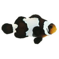 ORA Captive-Bred Black Snowflake Small (Amphiprion ocellaris); representative specimen