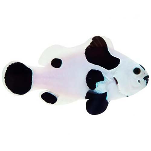 ORA Captive-Bred Black Storm (Amphiprion ocellaris); representative specimen