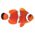 ORA Captive-Bred Blood Orange (Amphiprion biaculeatus x Amphiprion ocellaris); representative specimen