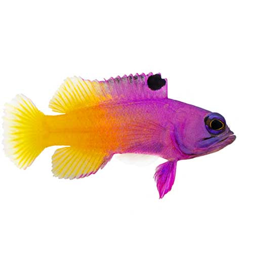 ORA Captive-Bred Brazilian Royal Gramma (Gramma brasiliensis); representative specimen