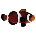 ORA Captive-Bred Caramel (Amphiprion ocellaris); representative specimen