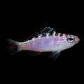 ORA Captive-Bred Chalk Bass (Serranus tortugarum); representative specimen