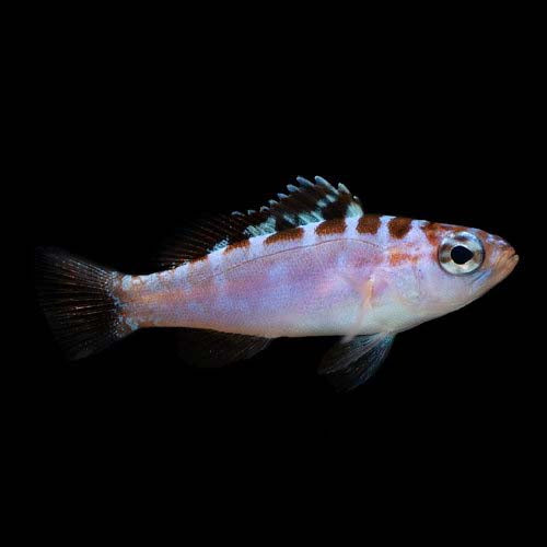 ORA Captive-Bred Chalk Bass (Serranus tortugarum); representative specimen