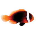 ORA Captive-Bred Cinnamon (Amphiprion melanopus) PAIR; representative specimen