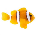 ORA Captive-Bred Clarkii Large (Amphiprion clarkii); representative specimen