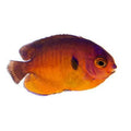 ORA Captive-Bred Coral Beauty Angelfish (Centropyge bispinosa); representative specimen
