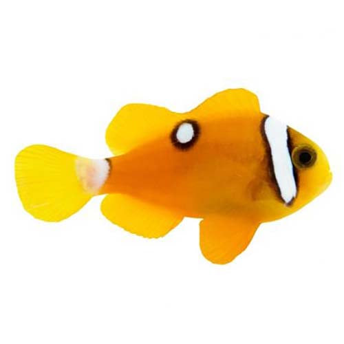 ORA Captive-Bred Deluxe Clarkii (Amphiprion clarkii) PAIR; representative specimen