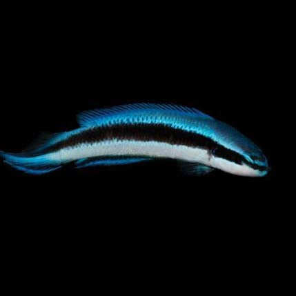 ORA Captive-Bred Electric Indigo Dottyback (P. fridmani x sankeyi); representative specimen
