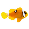 ORA Captive-Bred Deluxe Clarkii Large (Amphiprion clarkii); representative specimen