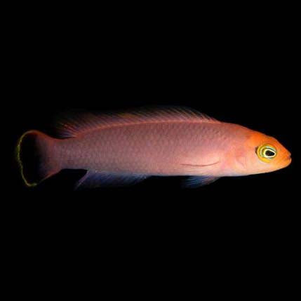 ORA Captive-Bred Elongate Dottyback (Pseudochromis elongatus); representative specimen