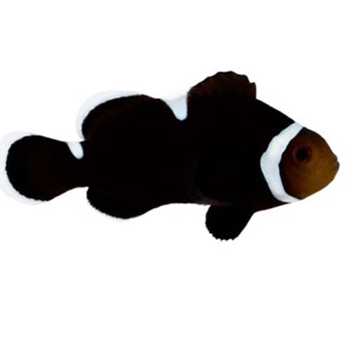 ORA Captive-Bred Extreme Misbar Black & White Ocellaris (Amphiprion ocellaris) PAIR; representative specimen