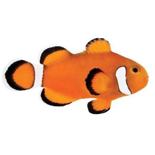 ORA Captive-Bred Extreme Misbar Ocellaris Small (Amphiprion ocellaris); representative specimen