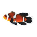ORA Captive-Bred Fancy Ocellaris Veilfin Clownfish (Amphiprion ocellaris); representative specimen