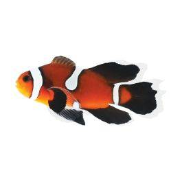 ORA Captive-Bred Fancy Ocellaris Veilfin Clownfish (Amphiprion ocellaris); representative specimen