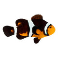 ORA Captive-Bred Fancy Ocellaris PAIR (Amphiprion ocellaris); representative specimen