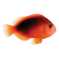 ORA Captive-Bred Fire Large (Amphiprion ephippium); representative specimen