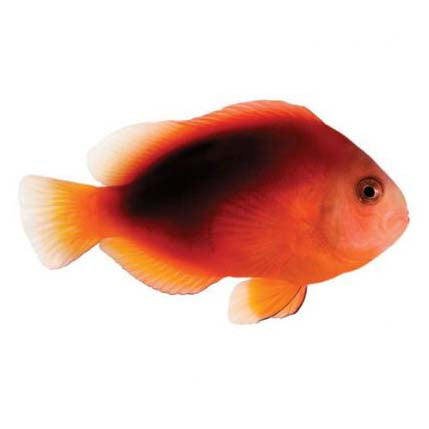 ORA Captive-Bred Fire Large (Amphiprion ephippium); representative specimen