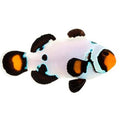 ORA Captive-Bred Frostbite (Amphiprion ocellaris); representative specimen