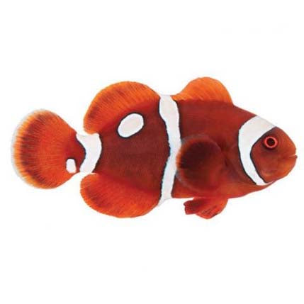 ORA Captive-Bred Gold Dot Maroon (Amphiprion biaculeatus) PAIR; representative specimen