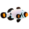 ORA Captive-Bred Frostbite Clownfish (Amphiprion ocellaris) PAIR; representative specimen