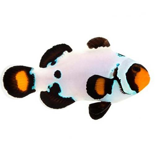ORA Captive-Bred Frostbite Clownfish (Amphiprion ocellaris) PAIR; representative specimen