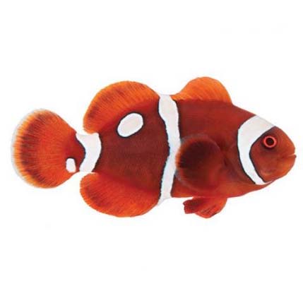 ORA Captive-Bred Gold Dot Maroon Small (Amphiprion biaculeatus); representative specimen