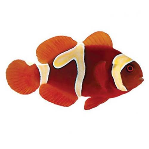 ORA Captive-Bred Goldflake Maroon Small (Amphiprion biaculeatus); representative specimen