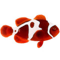 ORA Captive-Bred GoldxLightning Maroon (Amphiprion biaculeatus); representative specimen