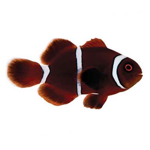 ORA Captive-Bred Gold Stripe Maroon Small (Amphiprion biaculeatus); representative specimen