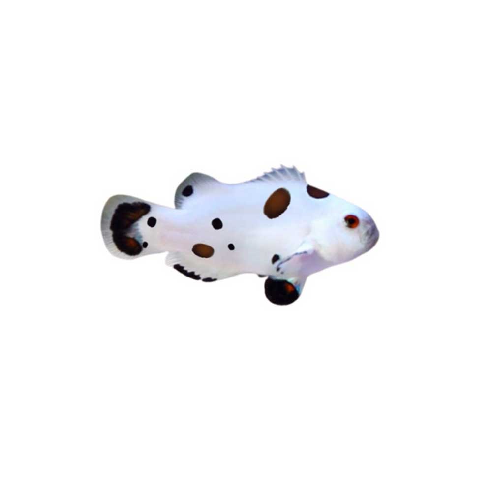 ORA Captive-Bred Hail Storm Clownfish (Amphiprion ocellaris); representative specimen