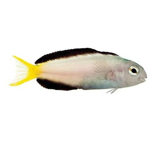 ORA Captive-Bred Harptail Blenny (Meiacanthus mossambicus); representative specimen