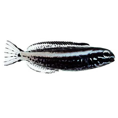 ORA Captive-Bred Kamohara Blenny (Meiacanthus kamoharai); representative specimen